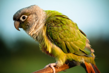 Parrot Posing For Close-Up Portrait