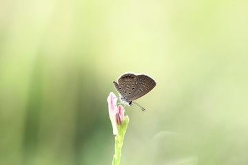 butterfly on a flower
