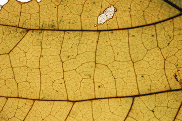 Obraz premium Autumn Leave (Firmiana platanifolia) on a white background, the veins are clear