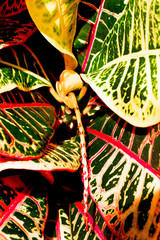 Croton Green Red Yellow Plant Close Up