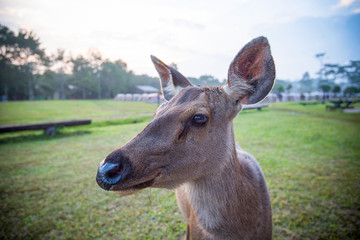 Deer face and head / close up of red deer female looking in the national park