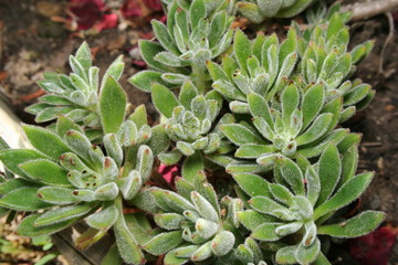 Obraz premium Echeveria Succulent