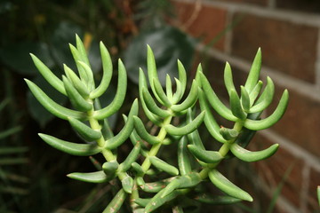 Crassula tetragona “Chinese Pine”
