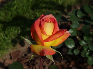 orange rose