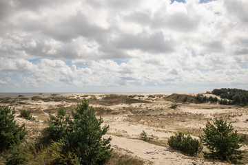 Landscape with yellow, sandy dunes, green, coniferous trees, blue sky and white clouds
