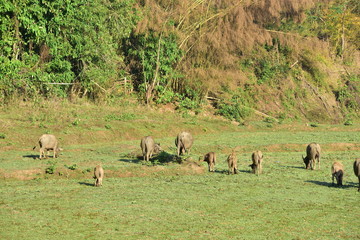 Buffalo grazing on the rice field in tak village,Thai buffalo in the field.