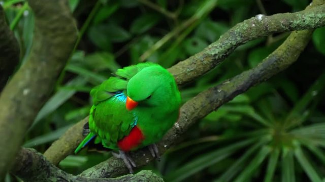 Green Eclectus parrot