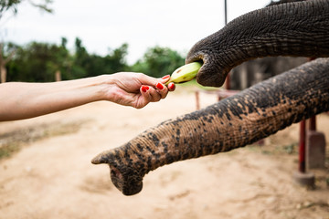 Hand with banana feeding to elephant.The hand of people are feed the banana to the elephant trunk...