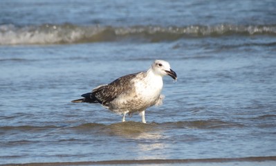 Gaivota