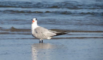 Royal Tern