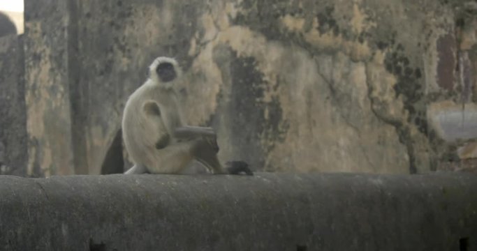 A langur monkey on a temple wall.