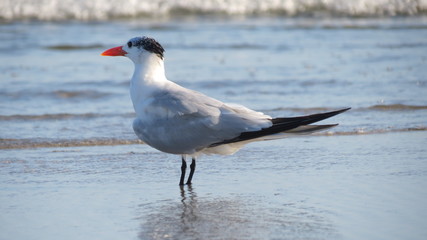 Royal Tern