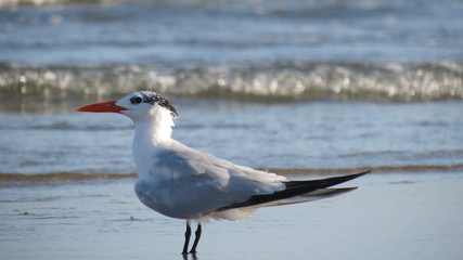 Royal Tern