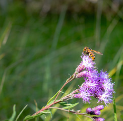 Striped lonely fly sitting on a pink flower against the background of green grass