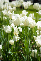 white tulips in garden