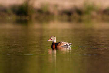 duck on pond