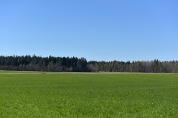 Fototapeta premium field with green grass in spring