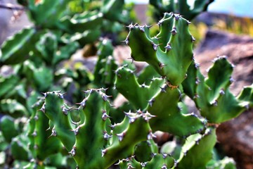 Cactus