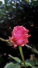 pink rose with water drops