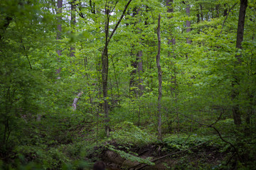 path in forest
