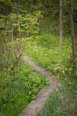 path in forest