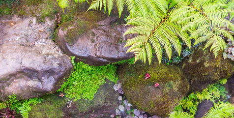 Stone and green moss decoration in japanese garden./ Panorama stone and green moss decoration in japanese cozy home flower garden after rain.