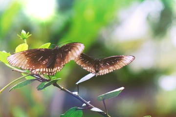 Butterfly sitting on green leaves  beautiful insect in the nature habitat.