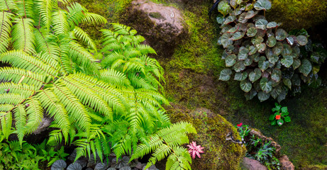 Stone and green moss decoration in japanese garden./ Panorama stone and green moss decoration in japanese cozy home flower garden after rain.