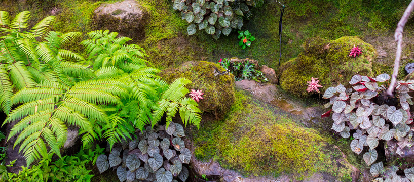 Stone and green moss decoration in japanese garden./ Panorama stone and green moss decoration in japanese cozy home flower garden after rain.