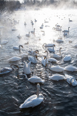 Fototapeta premium Piękne białe łabędzie krzykliwe pływające w niezamarzającym jeziorze zimowym. Miejsce zimowania łabędzi, Ałtaj, Syberia, Rosja.