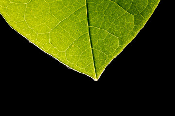 Green leaf backlit with black background