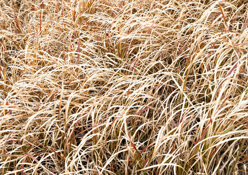 枯れ草 Images – Browse 7,780 Stock Photos, Vectors, and Video | Adobe Stock