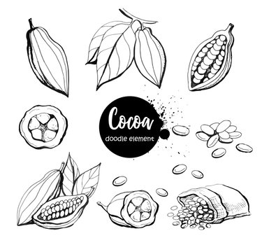 Hand drawn sketch cocoa product. Vector illustration of natural healthy food.