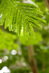 Leaf Catechu tree in garden