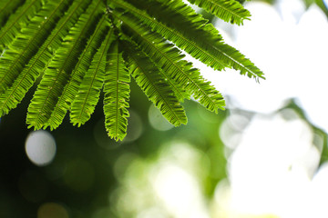 Leaf Catechu tree in garden