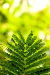 Leaf Catechu tree in garden