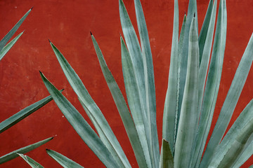 Closeup of green agave against red wall in rural Mexico - obrazy, fototapety, plakaty