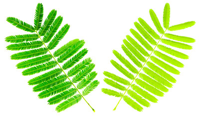 Leaf Catechu tree close up