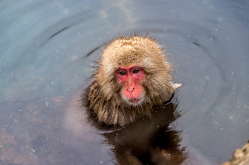 The Snow Monkey