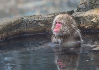 The Snow Monkey