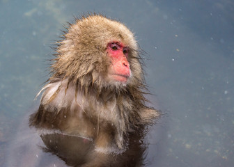 The Snow Monkey