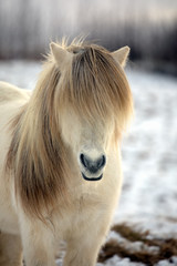White Icelandic horse with the most beautiful mane as if it had just been styled