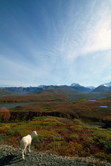 Obraz premium Dall Sheep Denali National Park Alaska 