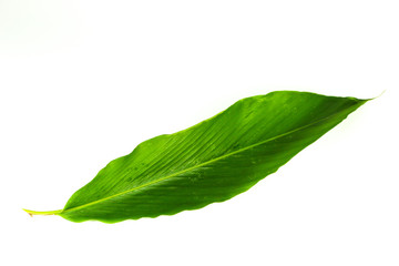 Fototapeta na wymiar Leaf Amomum biflorum Jack. Close up