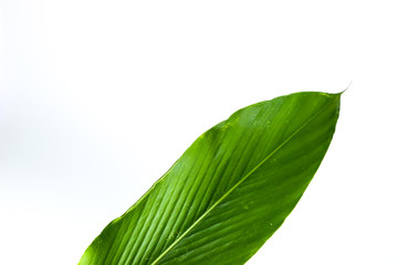 Leaf Amomum biflorum Jack. Close up