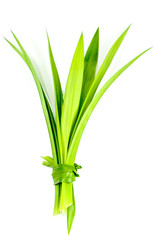 Pandom wangi Close up