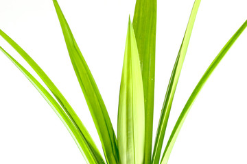 Pandom wangi Close up