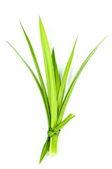 Pandom wangi Close up