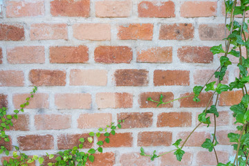 closeup old brick wall without decorate anything, have plant vine to make the frame of picture