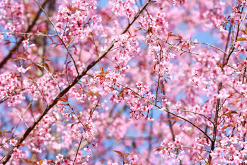 Wild Himalayan Cherry Blossoms in spring season (Prunus cerasoides), Sakura in Thailand, selective focus